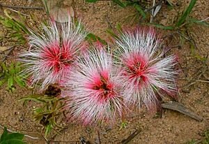 Calliandra gardineri foto Heloisa Corazolla