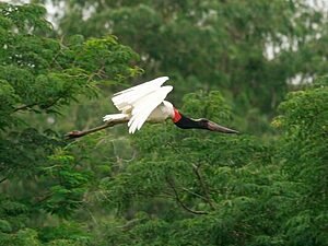 Manoel de Barros: Sou fuga para flauta e pedra doce