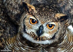 Romãozinho e Corujão - Mitos e Lendas do Arraial dos Couros