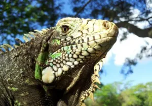 NOVAS ESPÉCIES IDENTIFICADAS NO MARANHÃO 1 gurupi lagarto