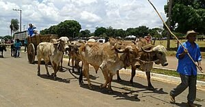 ESTRADAS DE RODAGEM NO QUADRILÁTERO CRULS 