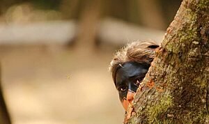 Sobre Parcerias e Bicho-grilisses do Mal... 