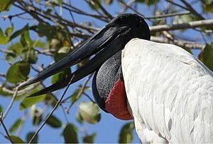 UMA DIDÁTICA DA INVENÇÃO: MAIOR QUE O INFINITO É A ENCOMENDA