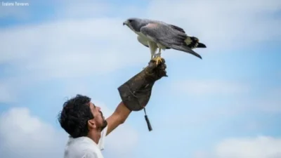 PARA QUEM GOSTA DE ADMIRAR AVES, BIRDWATCHING 1 PARQUE DOS FALCOES