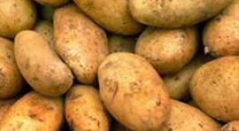 batata transgenica dw