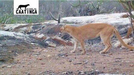 PUMAS RAROS ENCONTRADOS NA CAATINGA