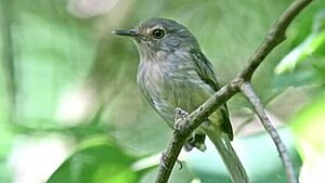 Por onde anda a maria-do-nordeste?