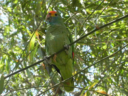 Papagaio-chauá