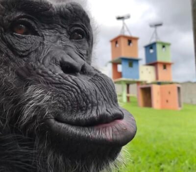 CHIMPANZÉ CECÍLIA CHEGA AO BRASIL 1 cecilia chimp