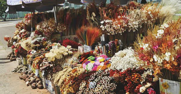 O TRADICIONAL ENCANTO DAS FLORES DO CERRADO