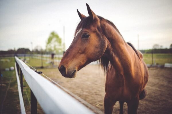 cavalos ajudam na reabilitação