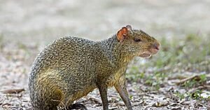 O calendário Ashaninka, segundo os hábitos dos animais