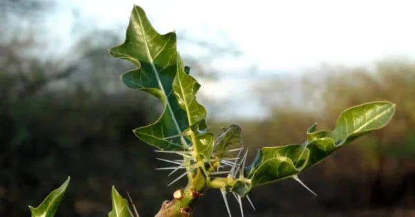 HOME 5 FAVELA: PLANTA MEDICINAL DA CAATINGA