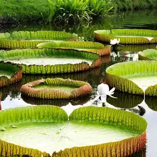 A LENDA DO MINHOCÃO 2 vitoria regia wikepedia 2