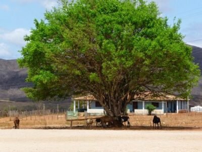 Juazeiro: A cara da paisagem do sertão nordestino 