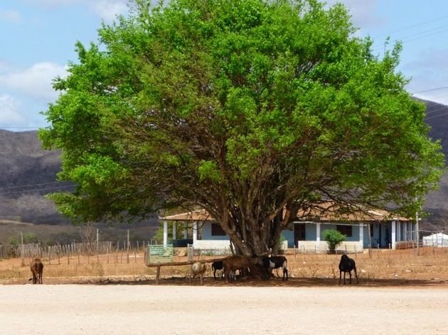 Juazeiro: A cara da paisagem do sertão nordestino