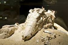 FOSSIL PEIROPOLIS PULSAR IMAGENS