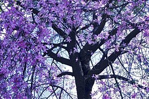 Olha estas velhas árvores, mais belas ...