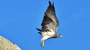 AVES DE RAPINA NA CAATINGA