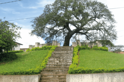 arvore enforcados antes