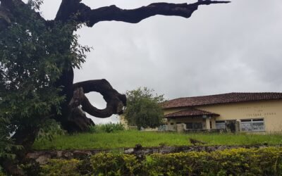 arvore enforcados morta 1