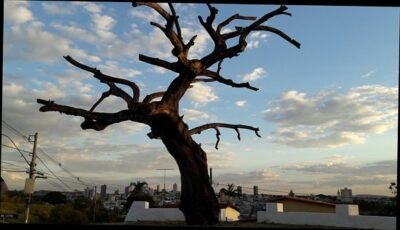 arvores dos enforcados 2