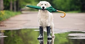 AÍ VEM AS CHUVAS: TERMINA O VERANICO E...