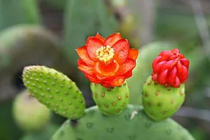 CACTÁCEAS DA CAATINGA: O QUIPÁ