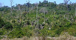 castanheira-do-Brasil