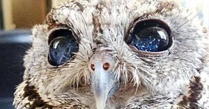 ZEUS: A CORUJA QUE TEM O COSMOS ESTAMPADO NO OLHAR