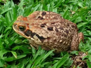 Sapo Cururu Animal Planet Brasil