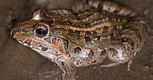 SAPOS, PERERECAS E RÃS: NOSSOS ALIADOS