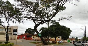 Cai o velho Pau-ferro preto, referência socioafetiva da população formosense