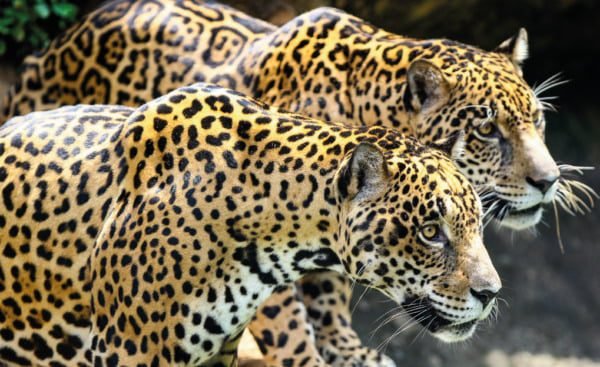 CINCO ANIMAIS DO CERRADO EM RISCO DE EXTINÇÃO