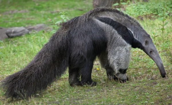 CINCO ANIMAIS DO CERRADO EM RISCO DE EXTINÇÃO