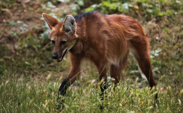 CINCO ANIMAIS DO CERRADO EM RISCO DE EXTINÇÃO