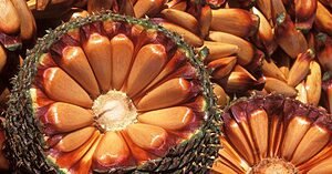 PINHÃO NÃO SE COLHE VERDE