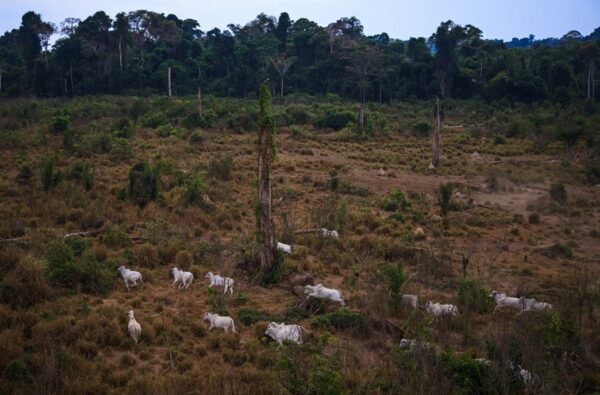 ECOFALANTE: 121 FILMES E HOMENAGEM A CHICO MENDES 4 mostra ecofalante cinema ambiental sob a pata do boi competicao latino americana curta.jpg.pagespeed.ce .HWWp0mPJau