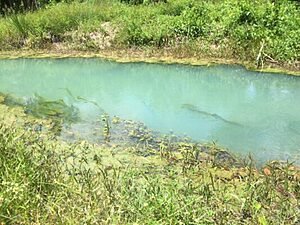 "O IGARAPÉ MORREU, NÃO TEM MAIS PEIXE"