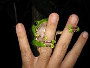 DESDE AS TERRAS DO AQUIRY, UM PAPO SOBRE O KAMBÔ