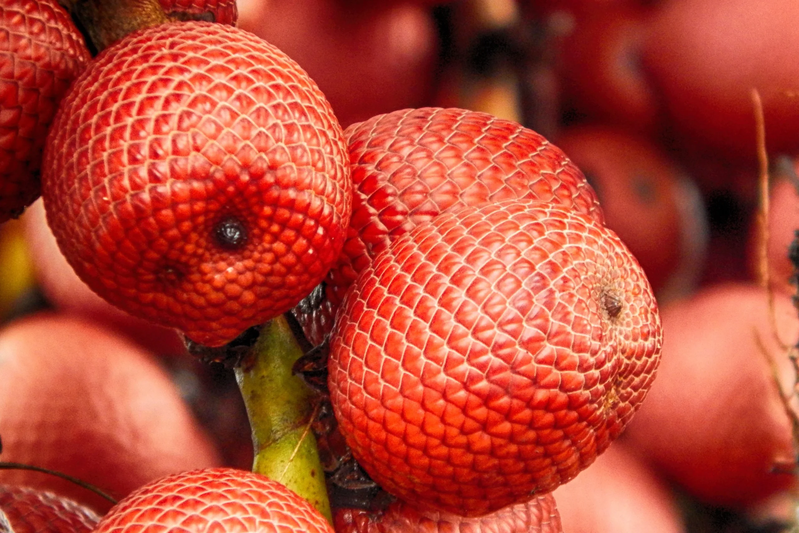 buriti cocais feito brasil 3e523fb2 e38f 4e91 ac18 e9af13a004e6 scaled