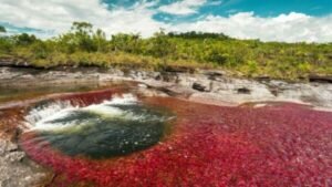 Caño Cristales, o belo rio colombiano de 5 cores