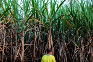 AGROTÓXICOS: BRASILEIROS SOFREM EFEITOS NA SAÚDE