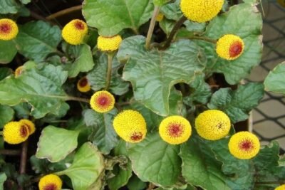 Jambu: patente americana inviabiliza pesquisas