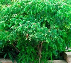 CURRY: TEMPERO INDIANO ANTICÂNCER 2 CURRY