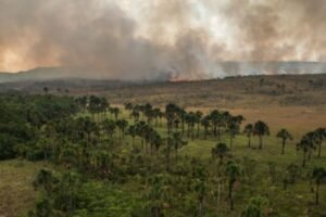 Existirá futuro para o Brasil sem o Cerrado?