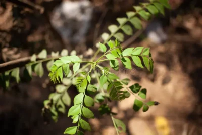 CURRY: TEMPERO INDIANO ANTICÂNCER 1 curry folha especiaria indiana curral de deixa planta ao ar livre 232427926