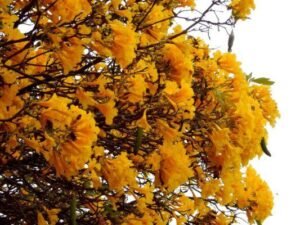 Quando vier a primavera