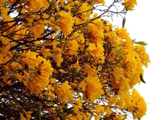 Quando vier a primavera