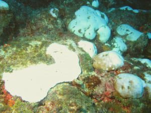 MUDANÇAS CLIMÁTICAS AMEAÇAM CORAIS